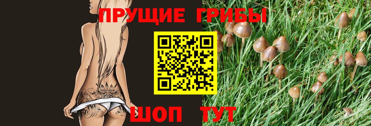 Бор  Псилоцибиновые грибы прущие грибы  Вход с VPN 